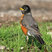 American Robin